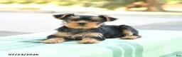 Yorkshire Terrier dogs for sale: Sugar - Ad 4