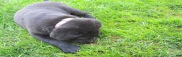 Labrador Retriever dogs for sale: Labrador Retriever Puppy 4 - Ad 13