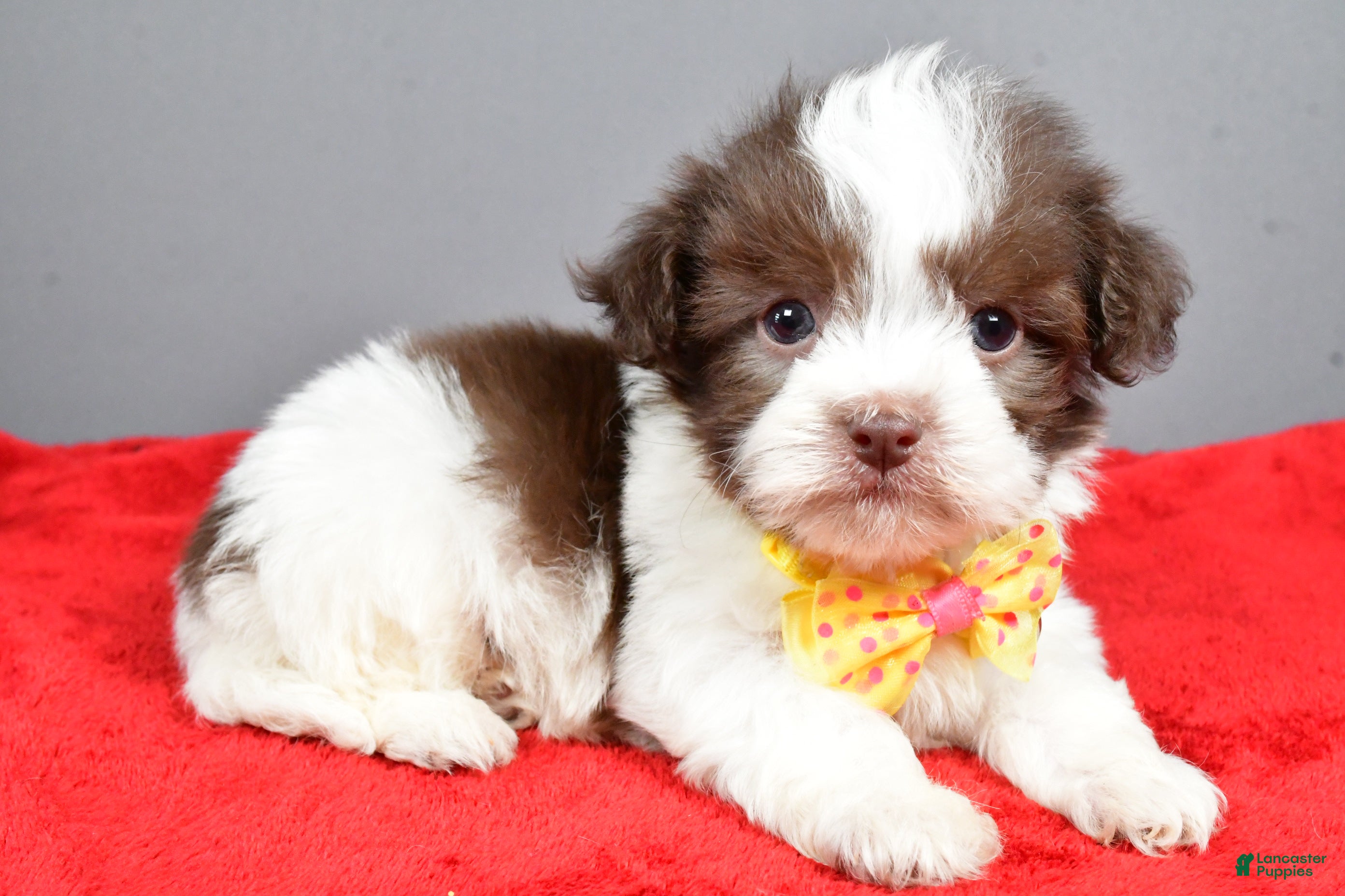 Havanese dogs Zeke - Ad 2