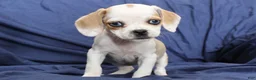 Puggle dogs for sale: Dutchess - Ad 3