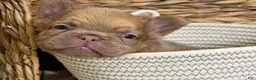 French Bulldog dogs for sale: Cashmere - Ad 11