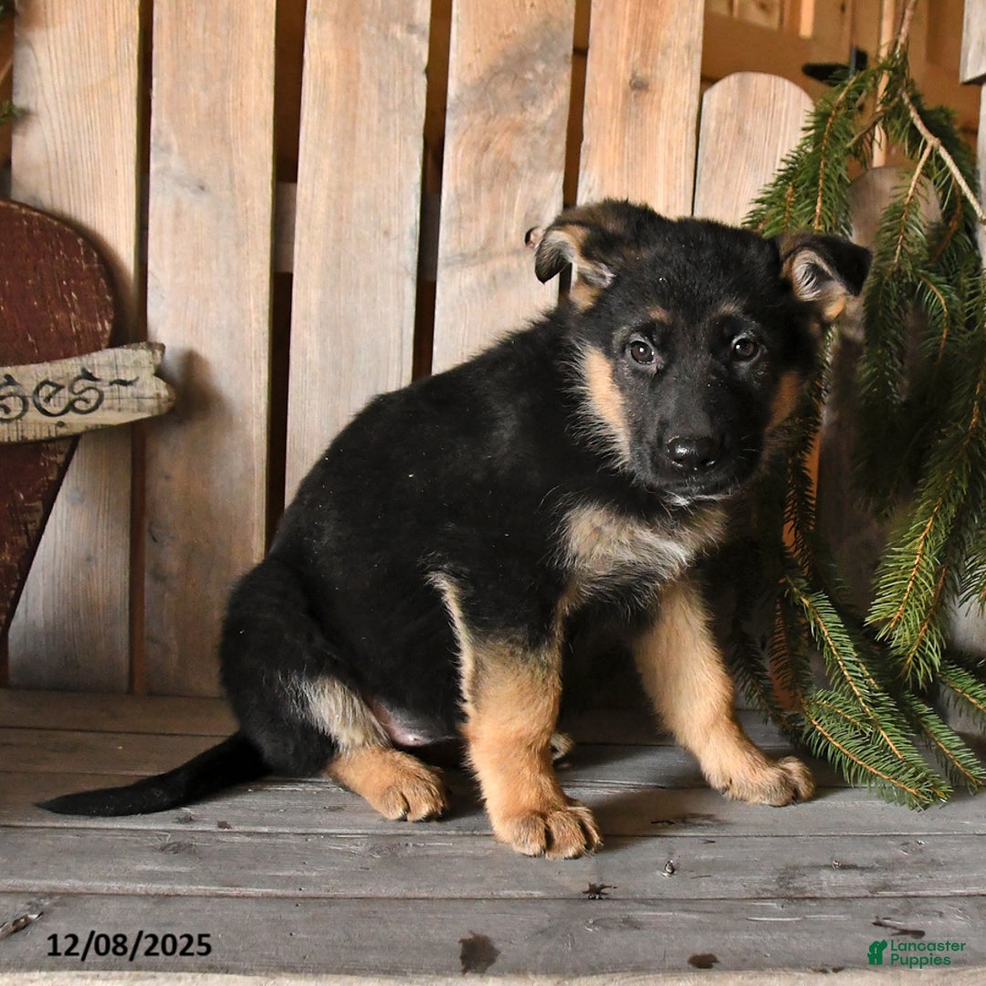 German Shepherd dogs for sale: Sofia - Ad 4