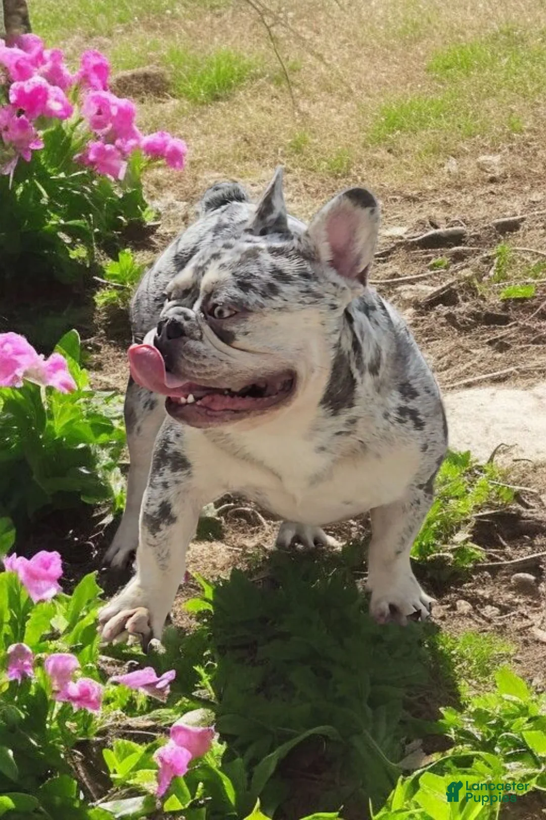 French Bulldog dogs for stud: French Bulldog 1 puppies - Ad 8