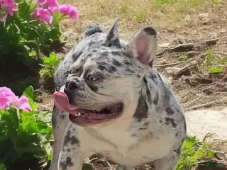 French Bulldog dogs French Bulldog 1 puppies - Ad 2