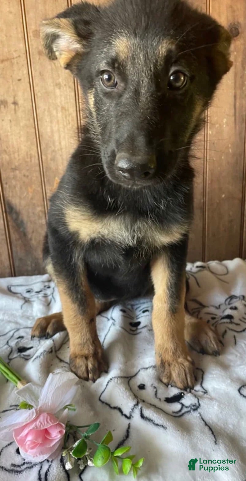 German Shepherd dogs German Shepherd 2 - Ad 20