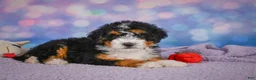 Mini Bernedoodle dogs for sale: Stella - Ad 4