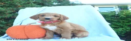 Goldendoodle dogs for sale: Nutmeg  - Ad 3