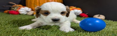 Cavapoo Puppy 1