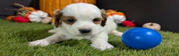 Cavapoo dogs for sale: Cavapoo Puppy 1 - Ad 1