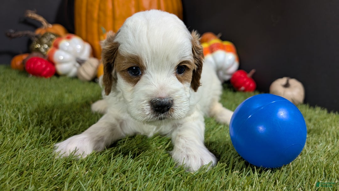 Cavapoo dogs for sale: Cavapoo Puppy 1 - Ad 1