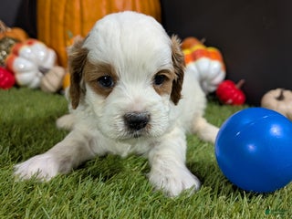 Cavapoo dogs Cavapoo Puppy 1 - Ad 29