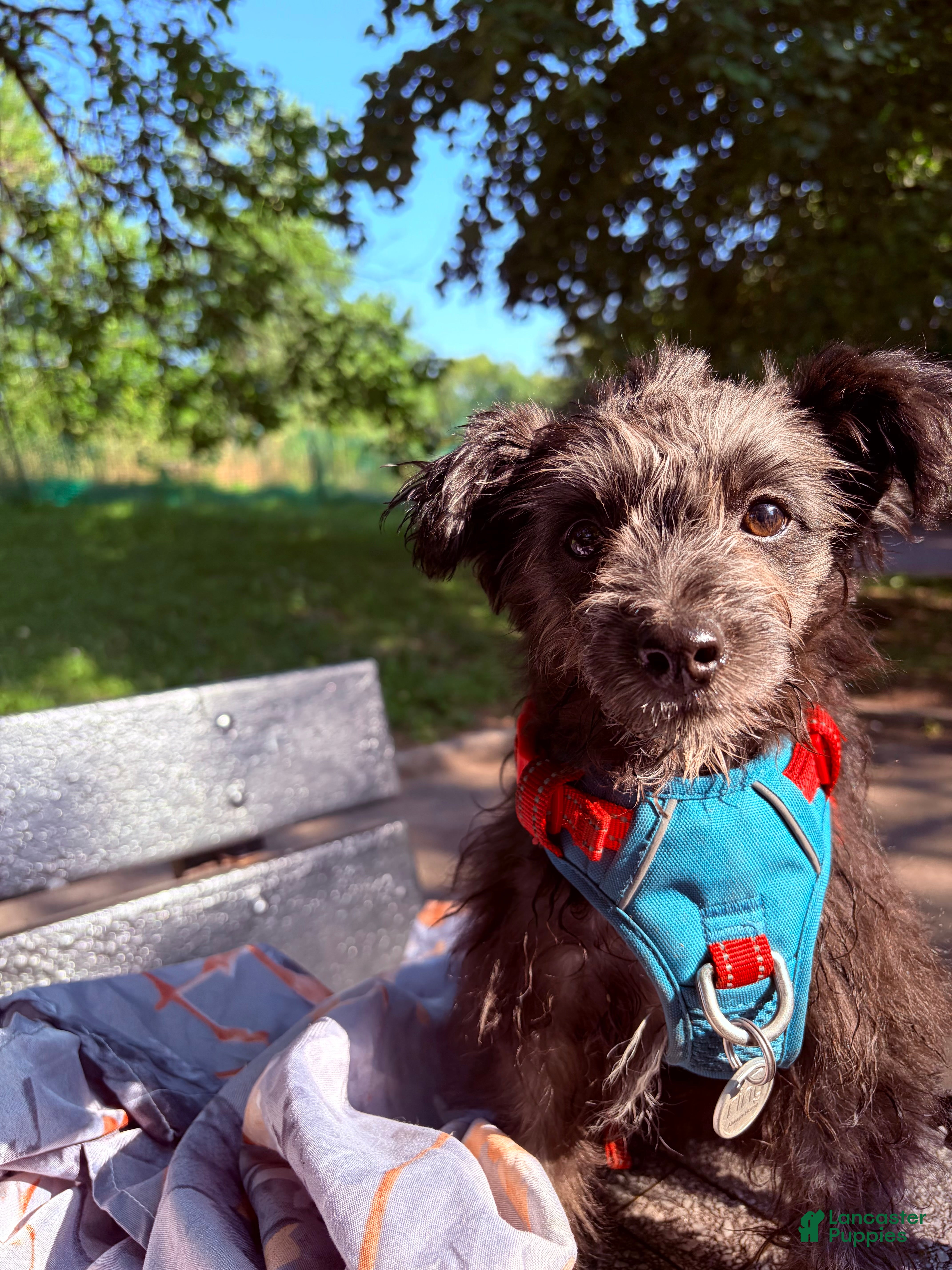 Pomapoo dogs Shadow - Ad 18