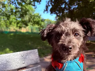 Pomapoo dogs Shadow - Ad 18