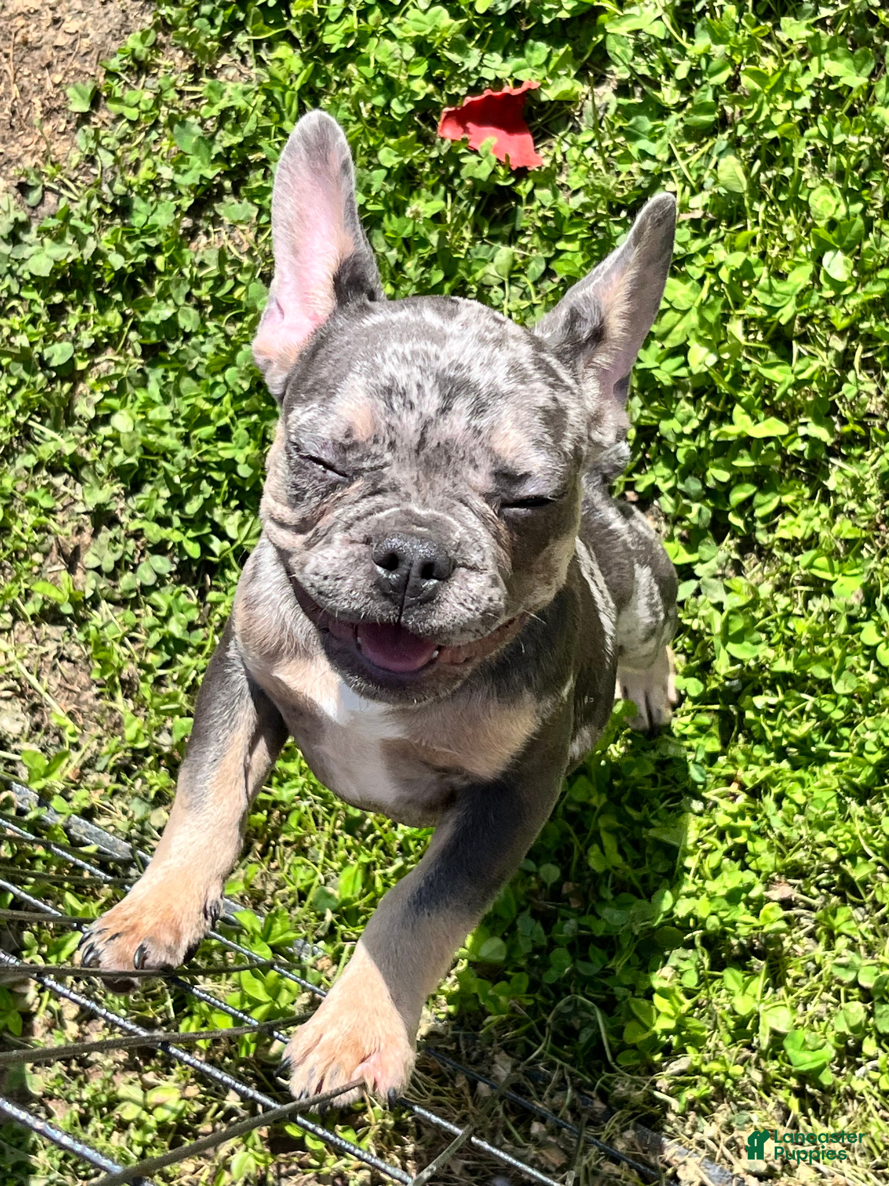 French Bulldog dogs French Bulldog Puppy 1 - Ad 5