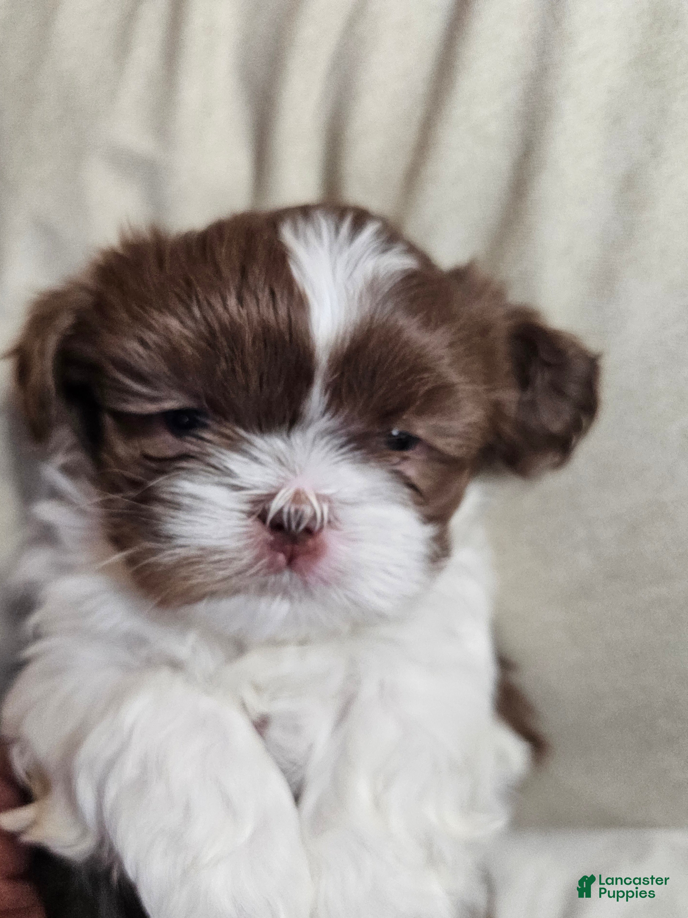 Shih Tzu dogs Henny - Ad 21