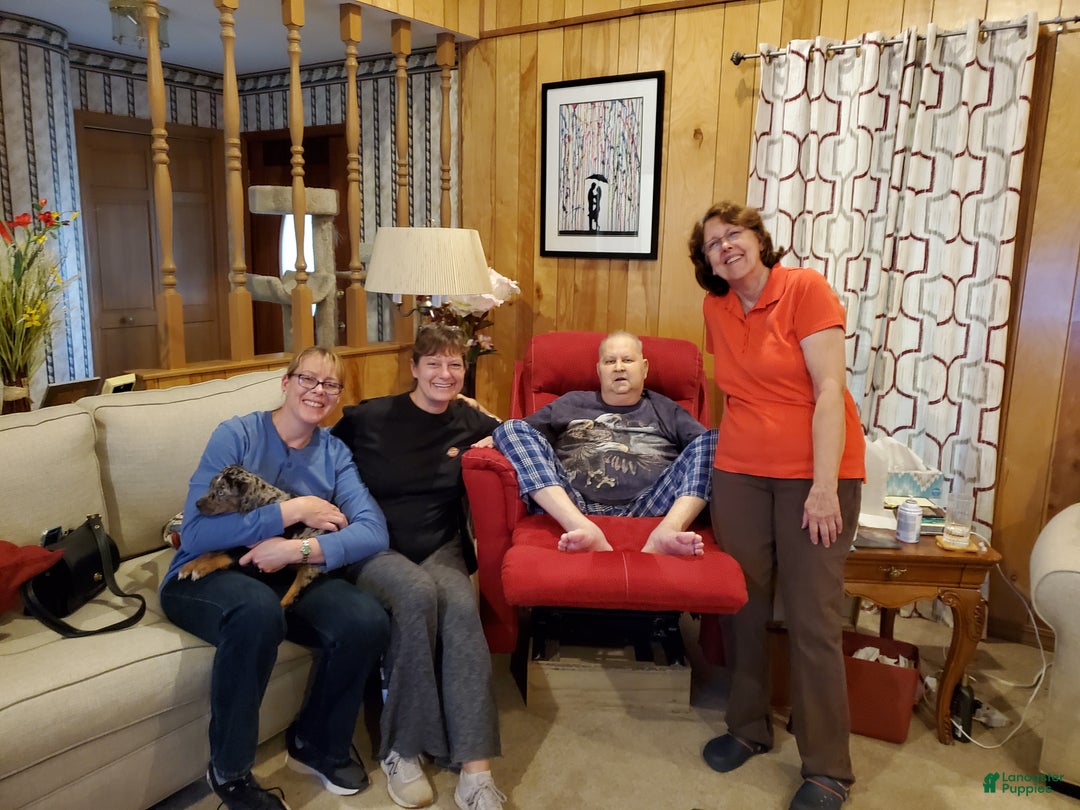 Catahoula Leopard Dog dogs for sale: Tala 2025 Female 2 - Ad 19