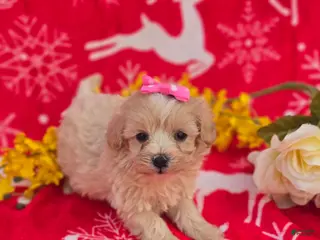 Maltipoo dogs Holly - Ad 15