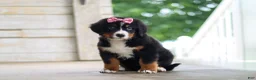 Bernese Mountain Dog dogs for sale: Lainey - Ad 3