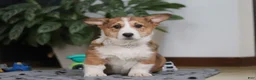 Welsh Corgi Pembroke dogs for sale: Joy - Ad 1