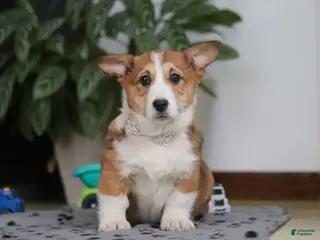 Welsh Corgi Pembroke dogs Joy - Ad 12