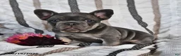 French Bulldog dogs for sale: Ollie  - Ad 4