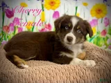 Australian Shepherd cherry