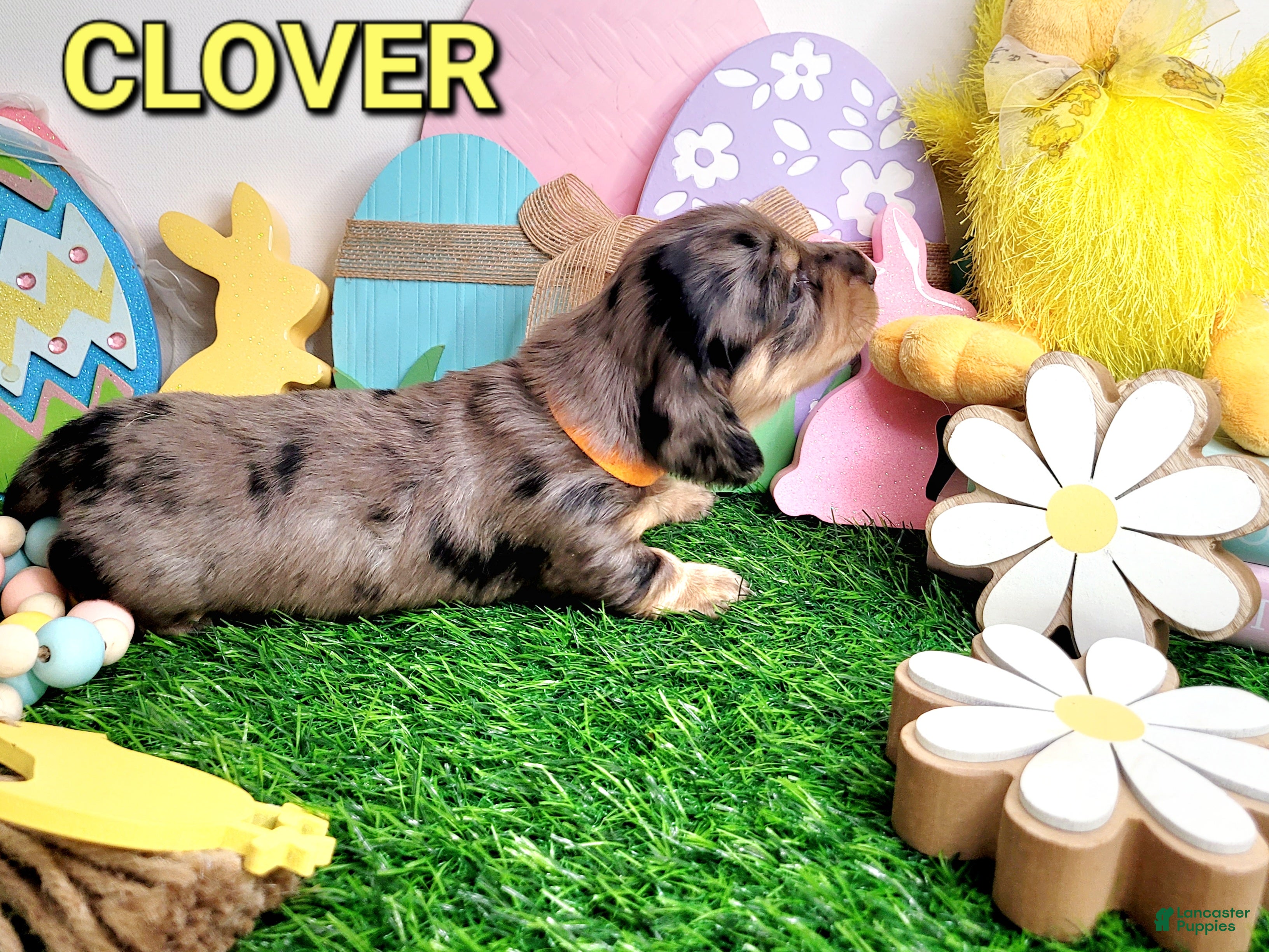 Miniature Dachshund dogs Clover - Ad 4