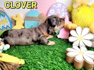 Miniature Dachshund dogs Clover - Ad 6