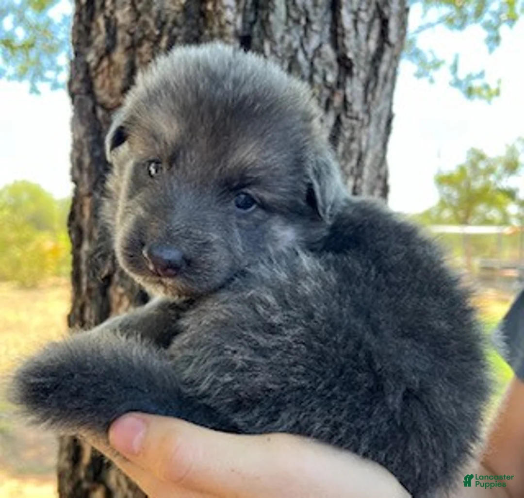 German Shepherd dogs for sale: blue cream female - Ad 2