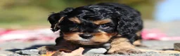 Cavapoo dogs for sale: Dax - Ad 6