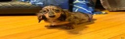 Miniature Dachshund dogs for sale: AKC Russian- Pra clear sale - Ad 20