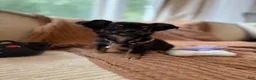 Chihuahua dogs for sale: Negrita 3lbs fully grown - Ad 6