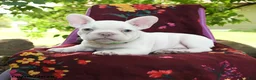 French Bulldog dogs for sale: Leon - Ad 2