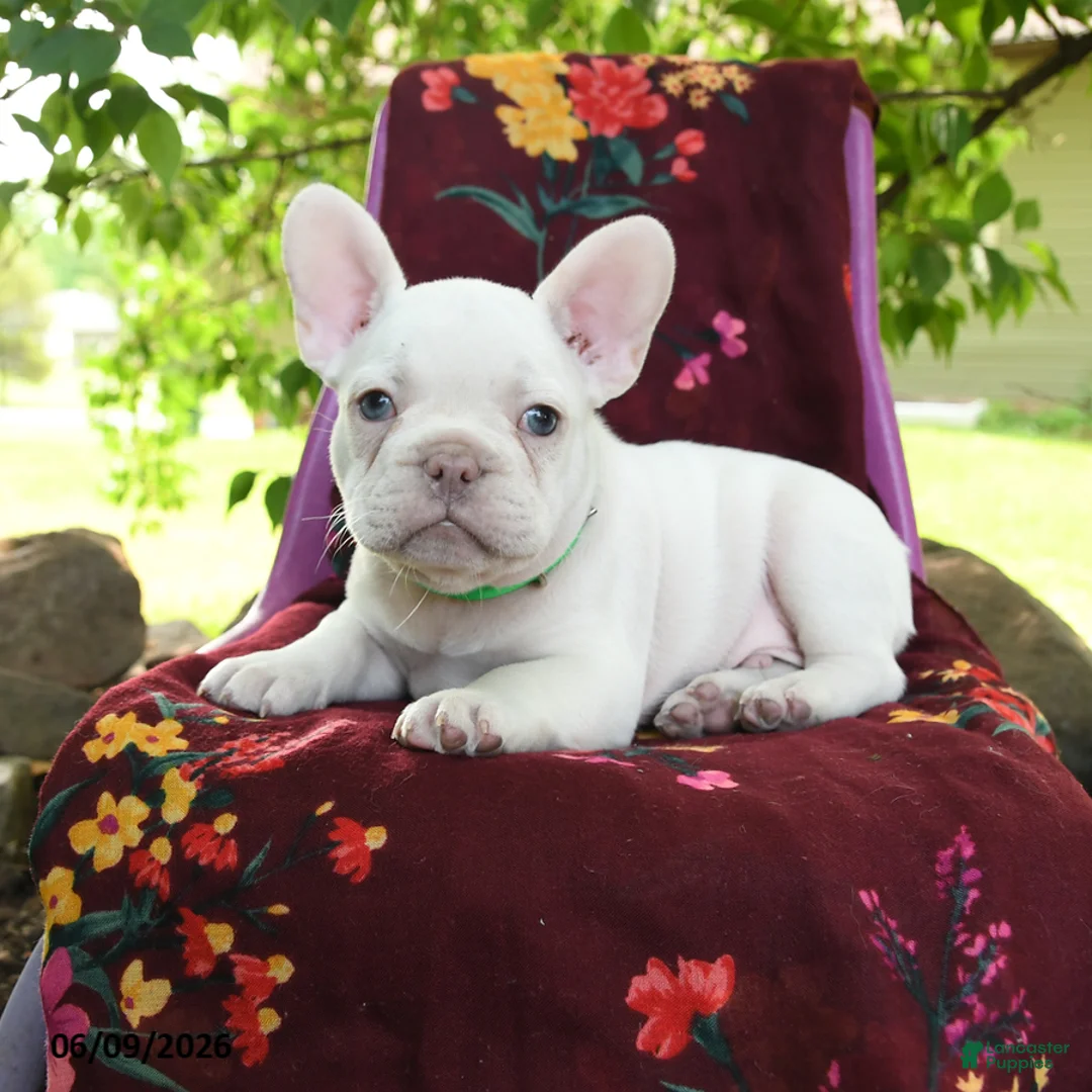 French Bulldog dogs for sale: Leon - Ad 2