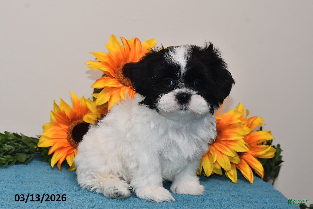 Shih Tzu dogs Rex - Ad 1