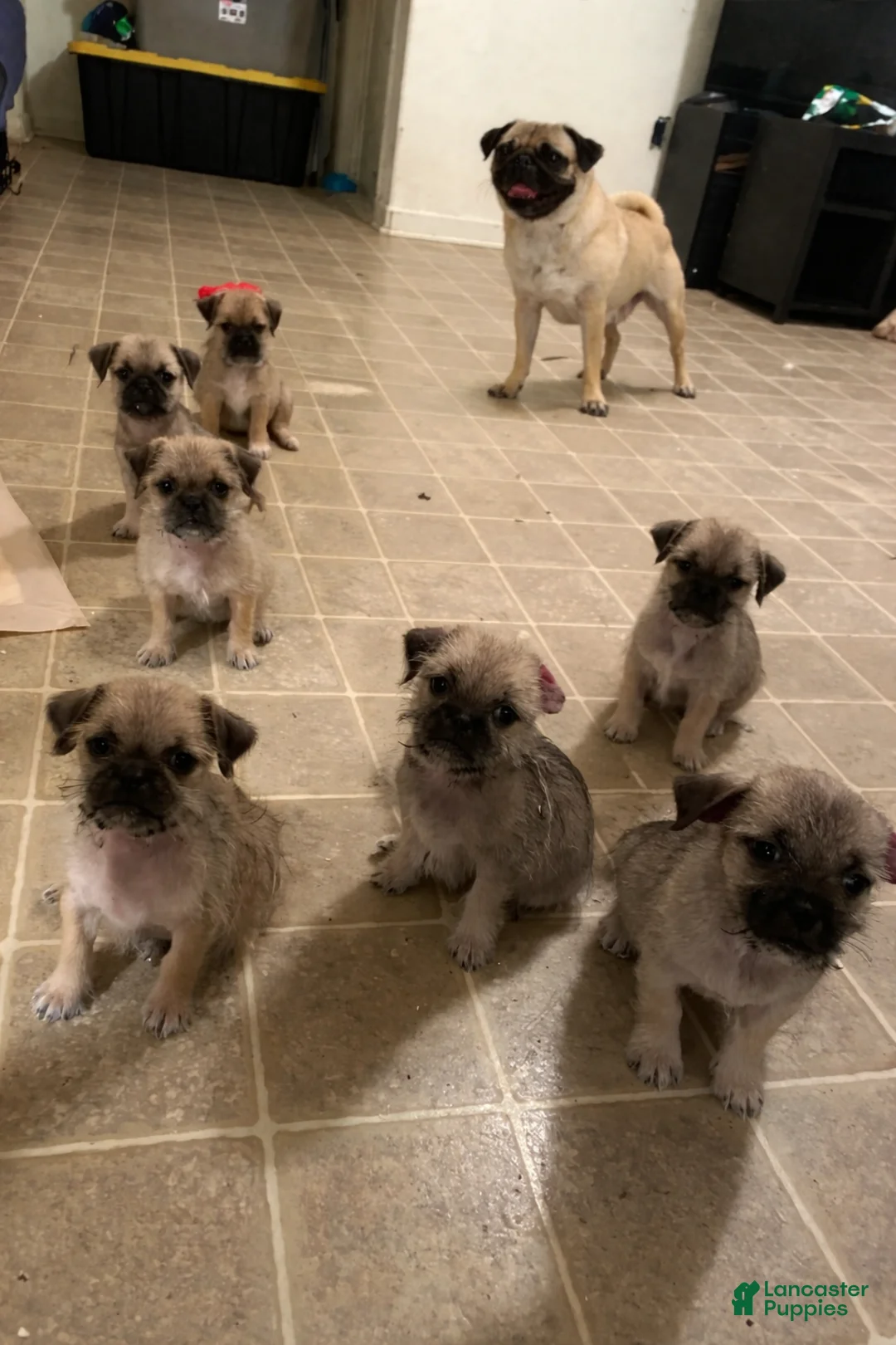 Pugapoo dogs for sale: Pugapoo Puppy 1 - Ad 2