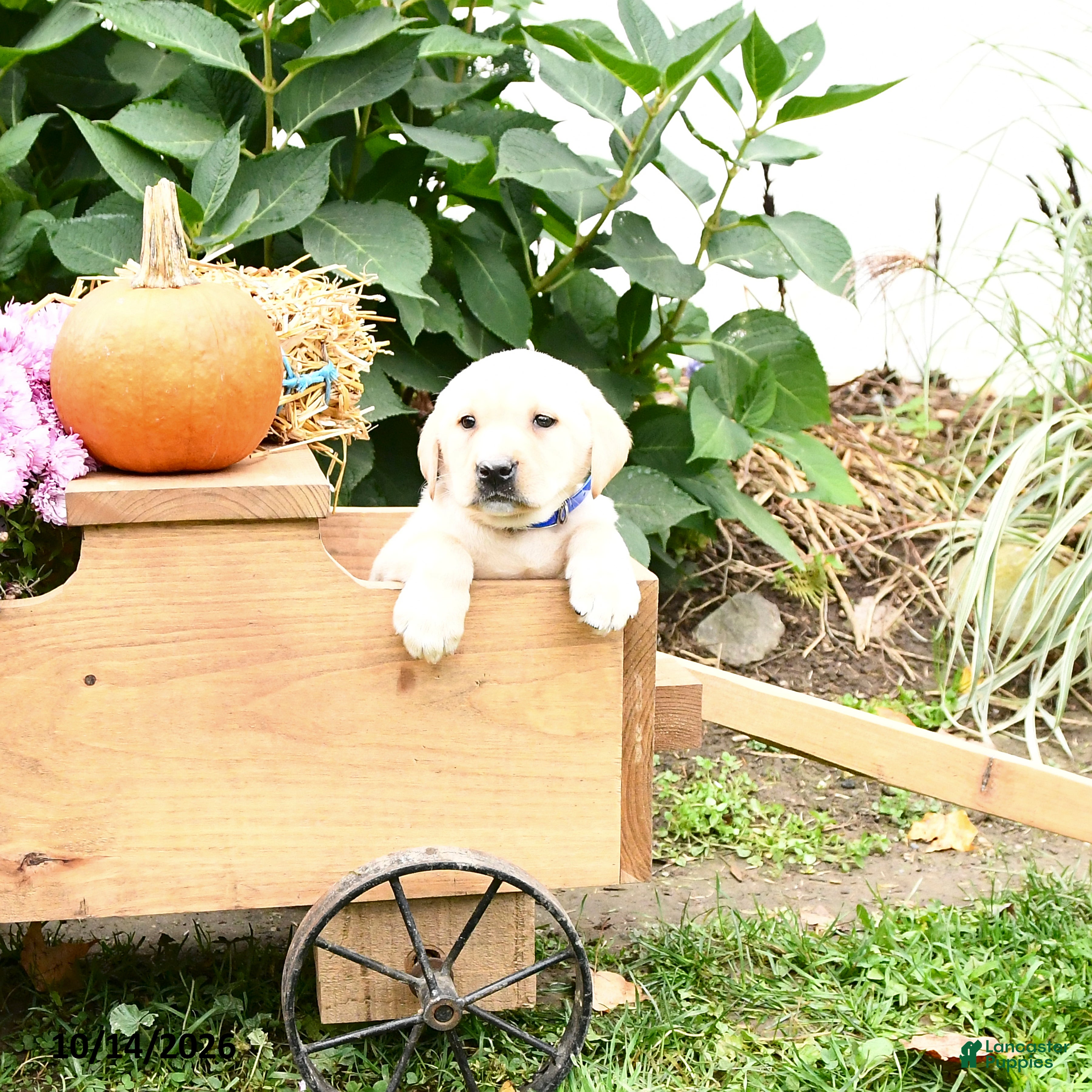 Labrador Retriever dogs Graham - Ad 1