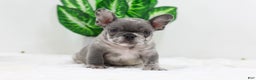 French Bulldog dogs for sale: Edison - Ad 5