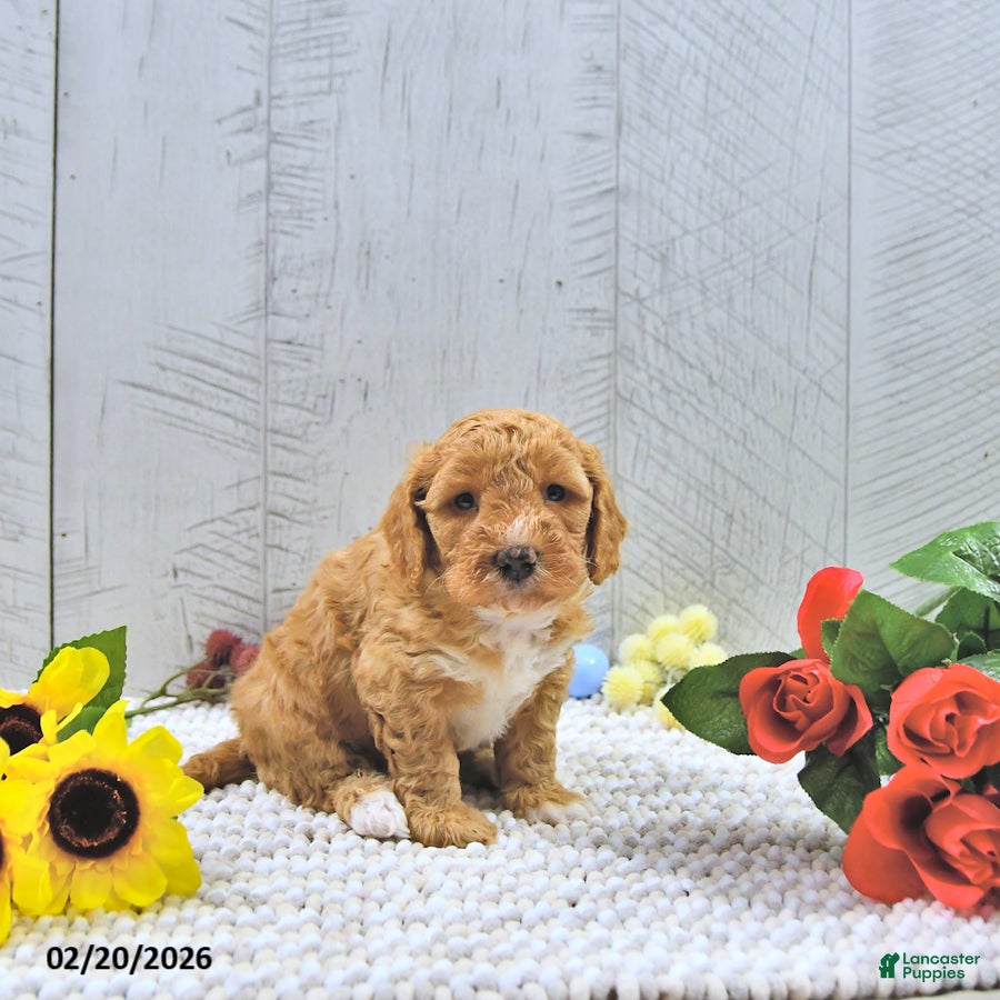 Mini Goldendoodle dogs Fido - Ad 2