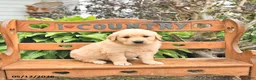 Golden Retriever dogs for sale: Dakota - Ad 1