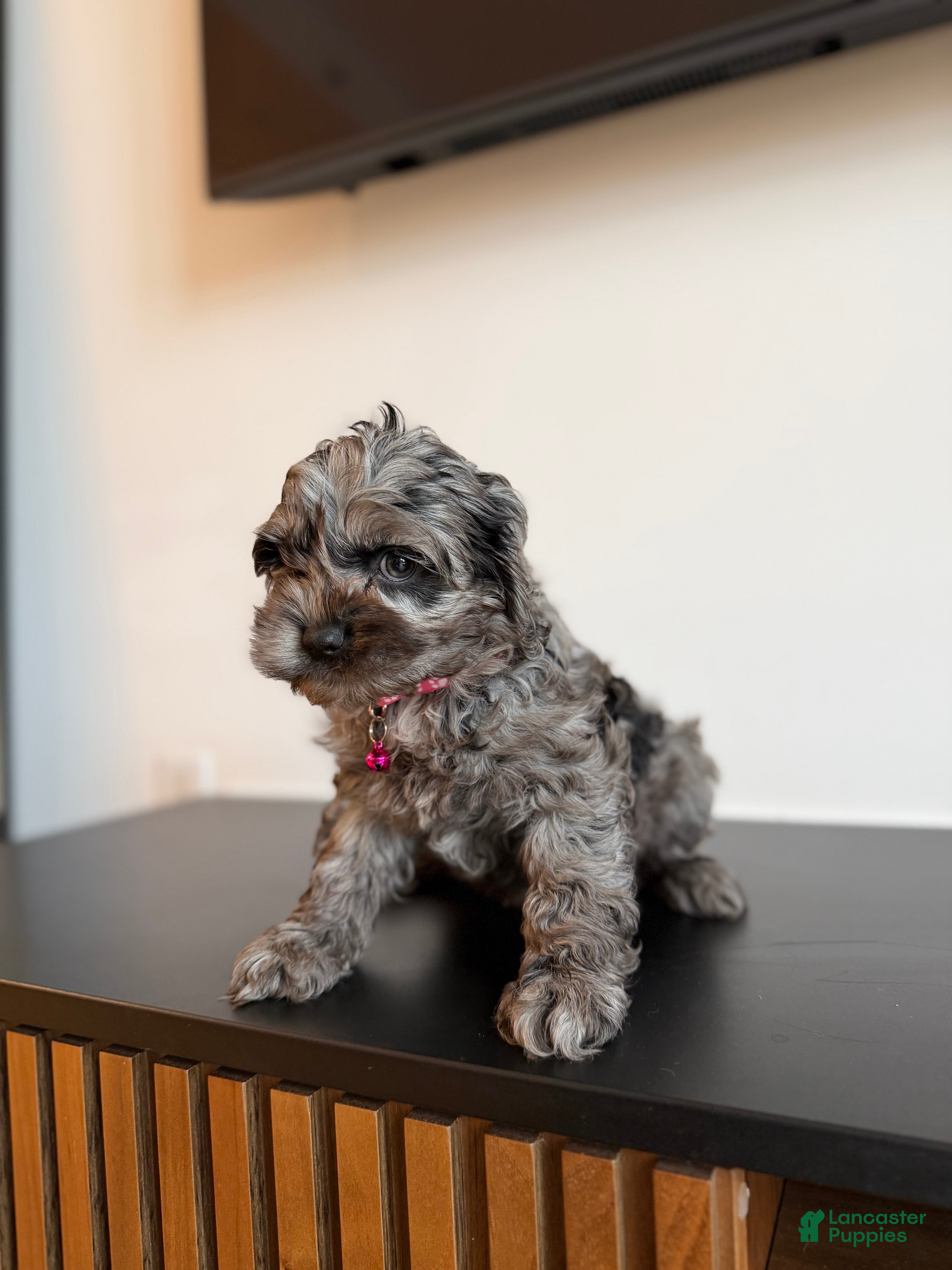 Cockapoo dogs Diamond - Ad 4