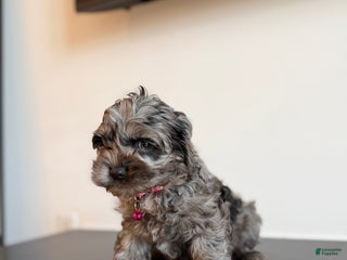 Cockapoo dogs Diamond - Ad 9