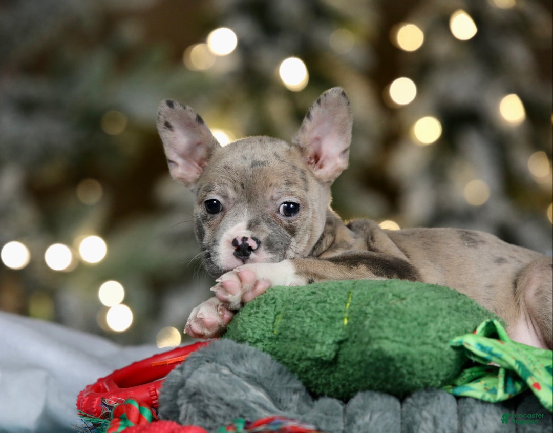 Frenchton dogs for sale: Jellybean - Ad 8