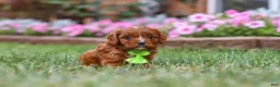 Cavapoo dogs for sale: Bodie - Ad 4