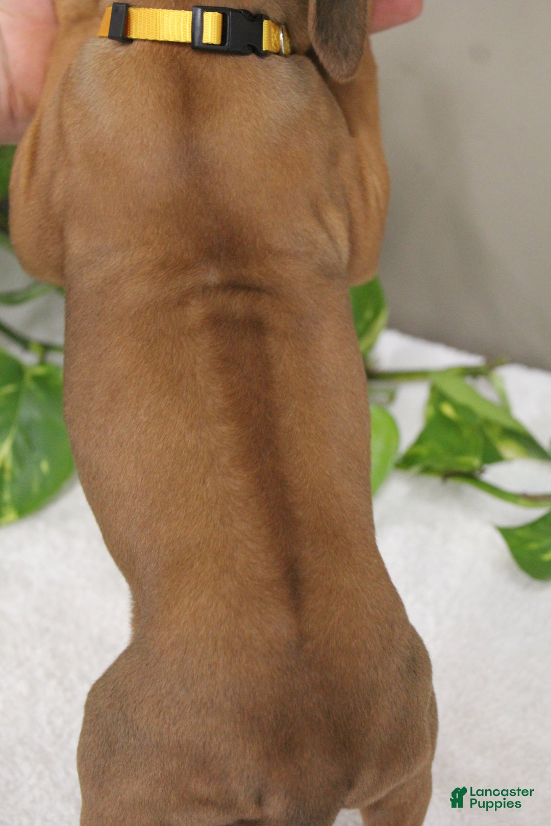 Rhodesian Ridgeback dogs for sale: Buddy - Ad 2