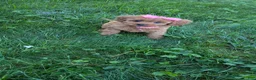 Cavapoo dogs for sale: Pearl  - Ad 6