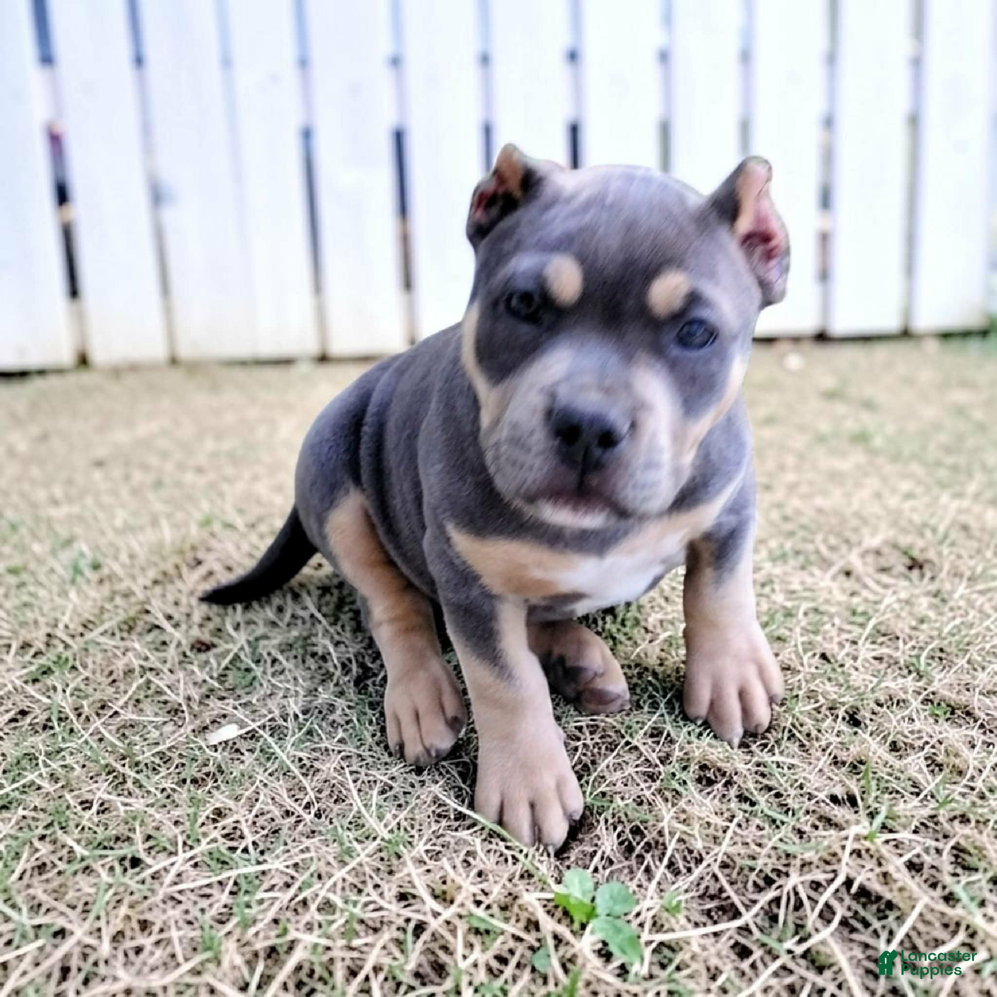 American Bully dogs American Bully Puppy 4 - Ad 1