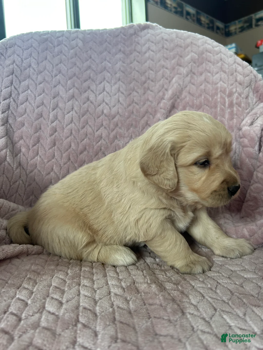 Golden Retriever dogs for sale: Muffin - Ad 5