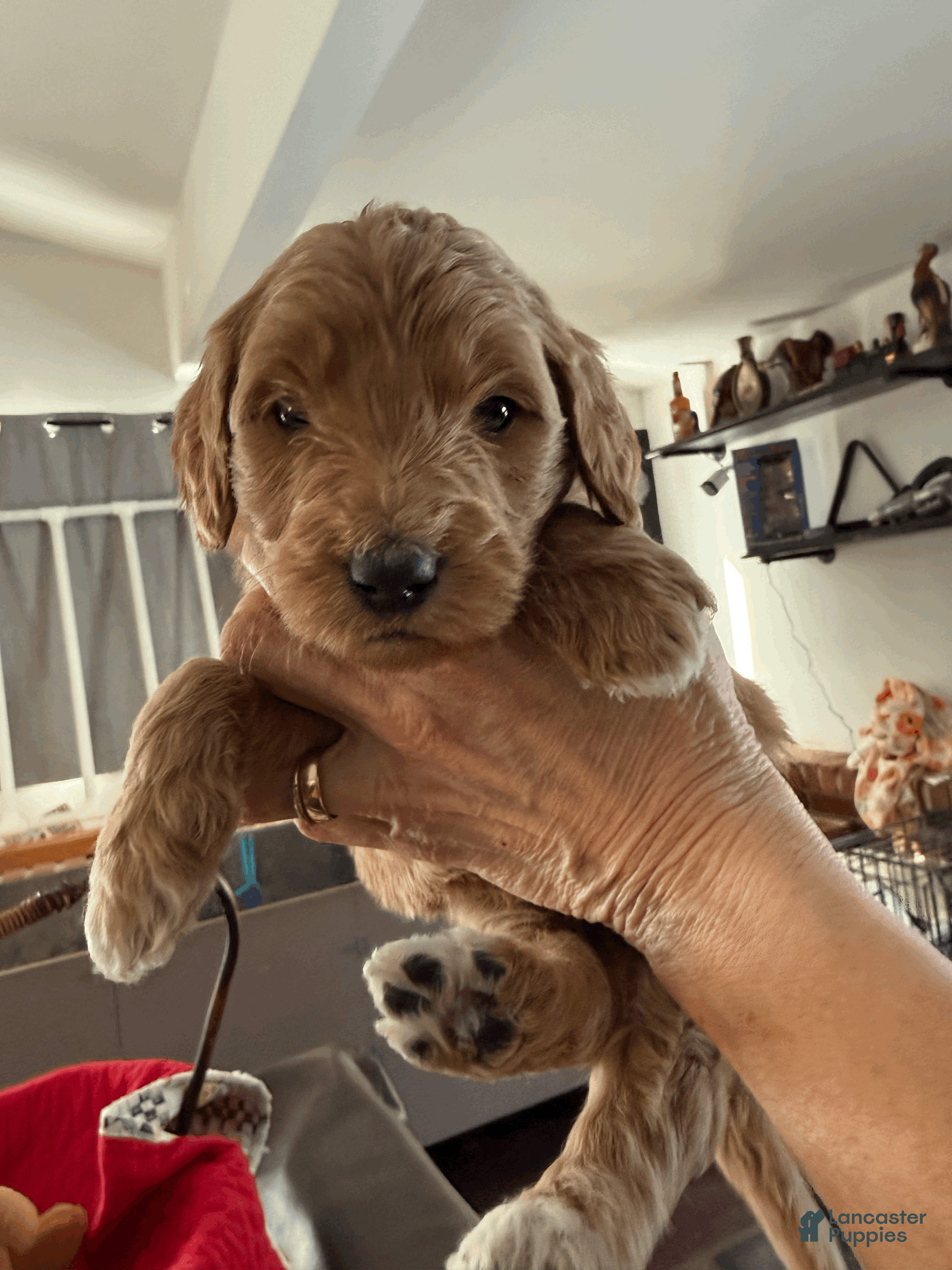 Goldendoodle dogs for sale: Orange  - Ad 4