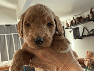 Goldendoodle dogs for sale: Orange - Ad 4